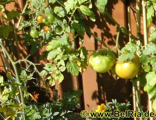 tomaten01.jpg
